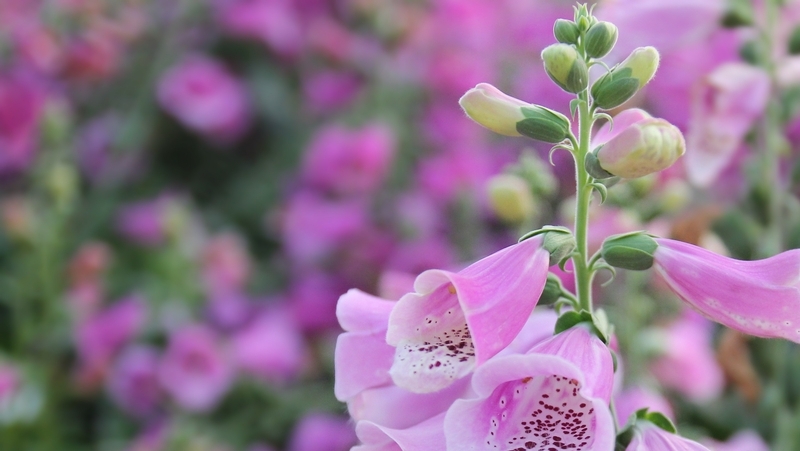 how to grow foxglove 3