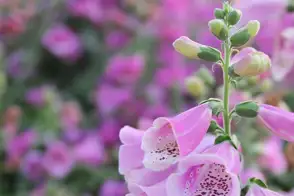 how to grow foxglove 3