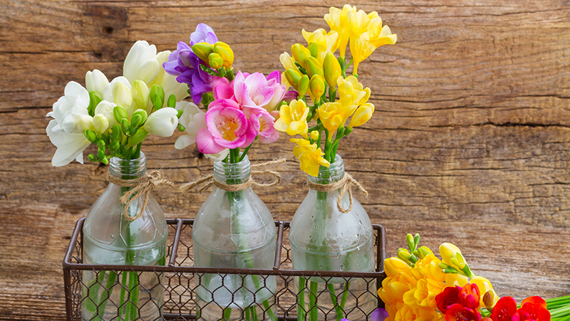 how to grow freesia 3