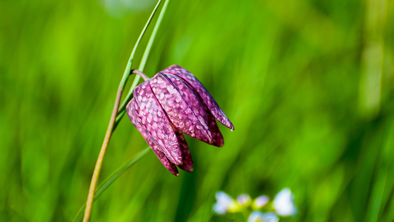 how to grow fritillaria 3