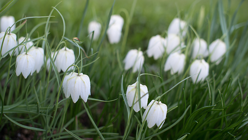 how to grow fritillaria 2