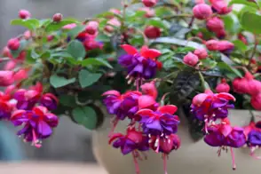 how to grow fuchsia 3
