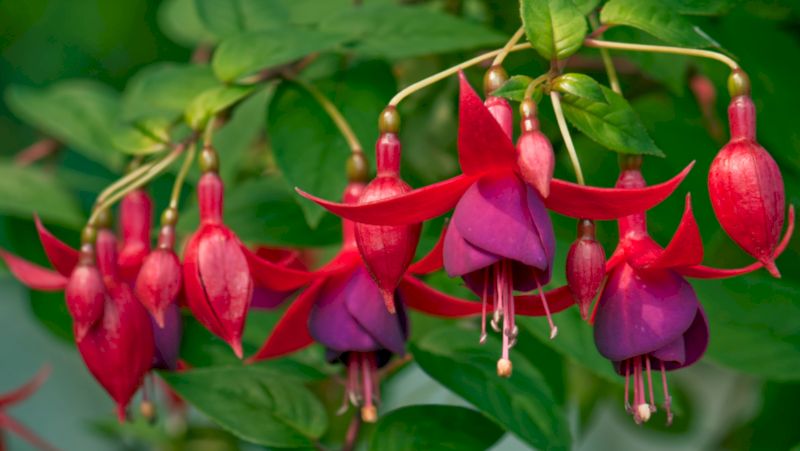 how to grow fuchsia 2