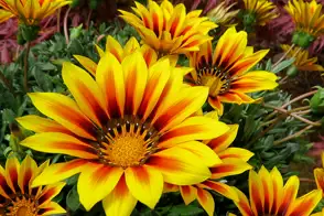 how to grow gazania 2