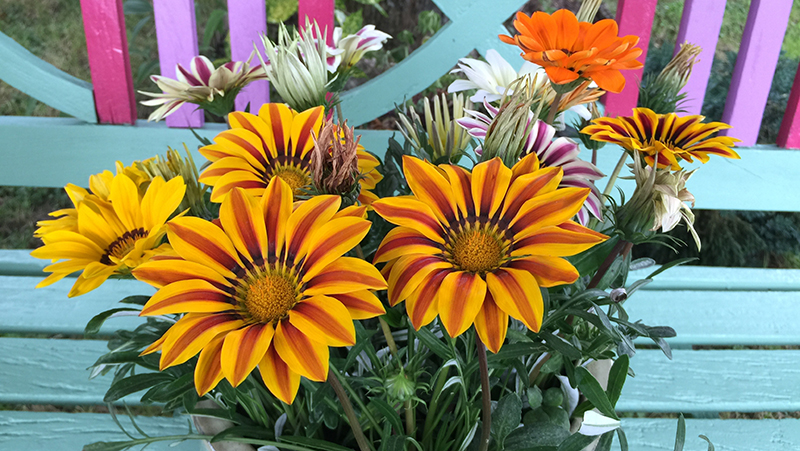 how to grow gazania 3