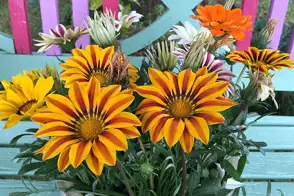 how to grow gazania 3