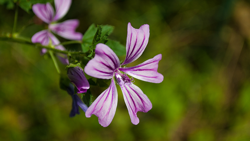 how to grow geranium 3