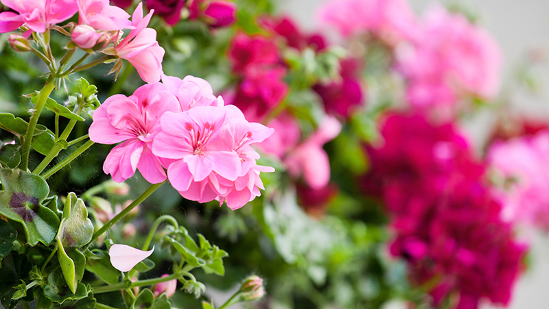 how to grow geranium 2