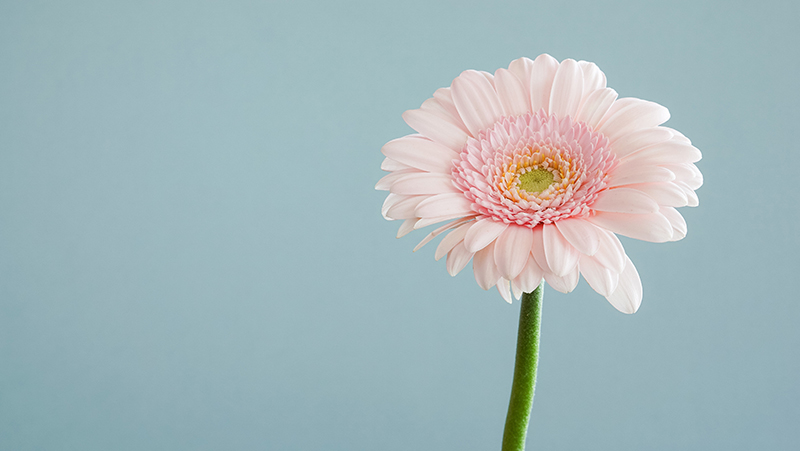 how to grow gerberas 2