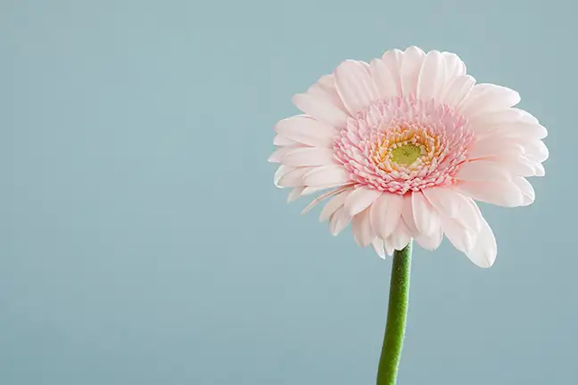 how to grow gerberas 2