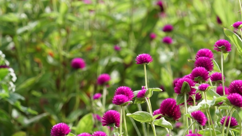 how to grow gomphrena 2