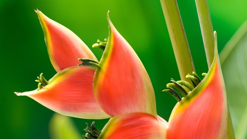 how to grow heliconia 2