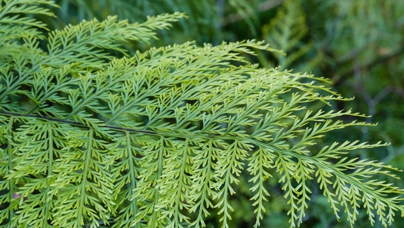 how to grow plant hen and chicken fern 3