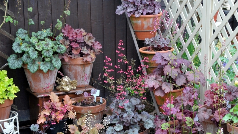 how to grow heuchera 2