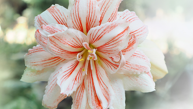 how to grow hippeastrum 2