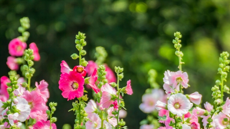 how to grow hollyhock 2