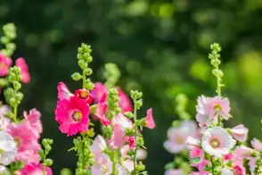 how to grow hollyhock 2