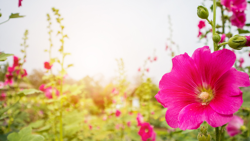 how to grow hollyhock 3