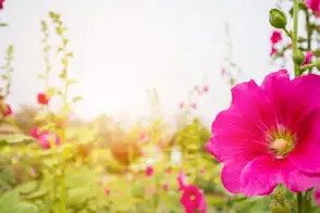 how to grow hollyhock 3