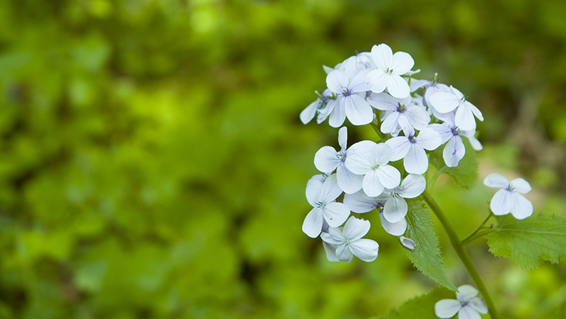 how to grow honesty 2