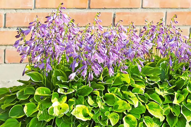 how to grow hosta 2
