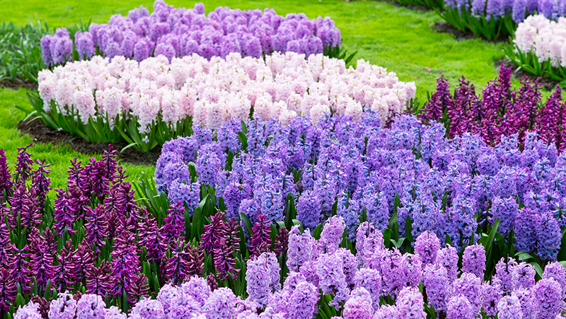 how to grow hyacinth 2