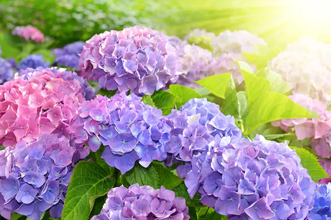 how to grow hydrangea 2
