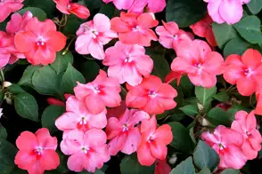 how to grow impatiens 3