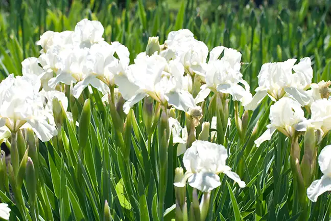 how to grow iris 2