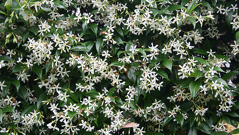 how to grow jasmine 2