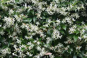 how to grow jasmine 2
