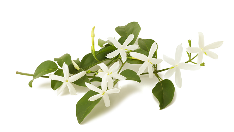 how to grow jasmine 4