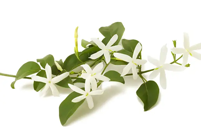 how to grow jasmine 4