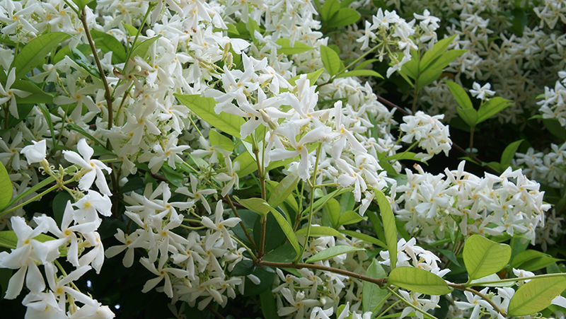 how to grow jasmine 3