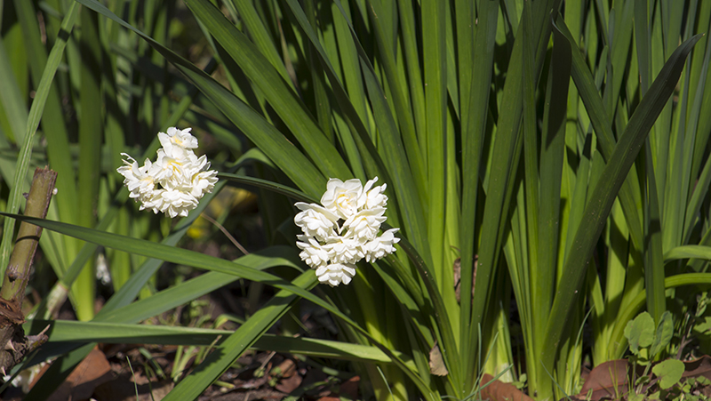 how to grow jonquils 2
