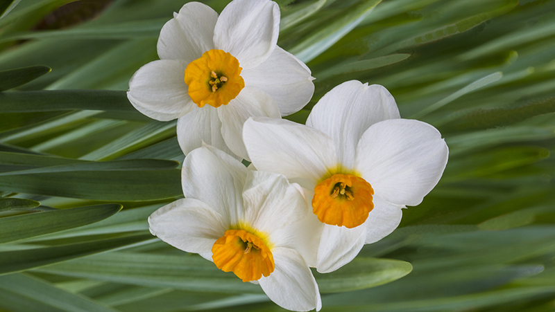 how to grow jonquils 3