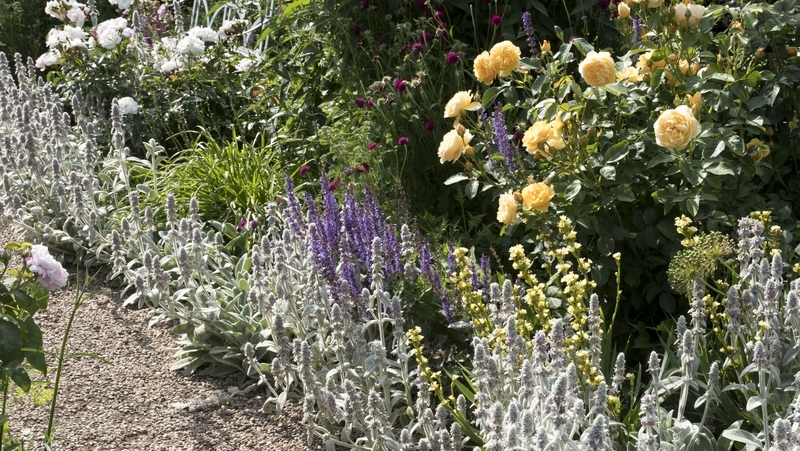 how to grow lambs ears 2