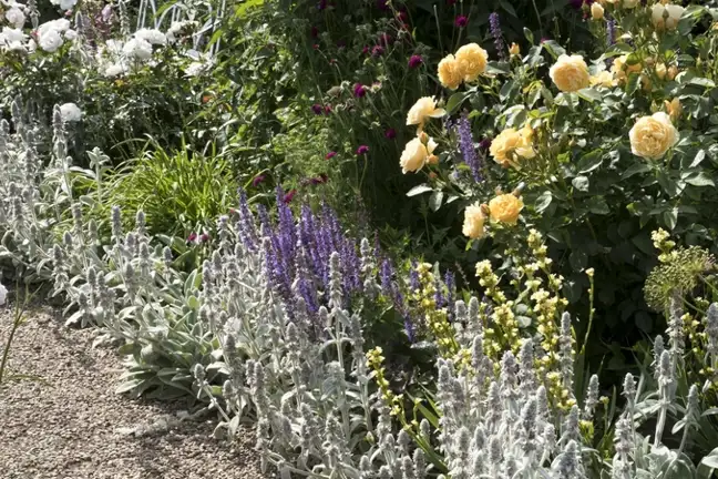 how to grow lambs ears 2