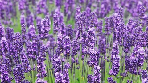 How to Grow Lavender