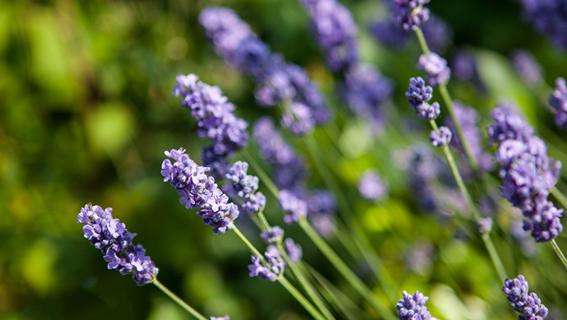 close up of english lavender flowers growing on a plant