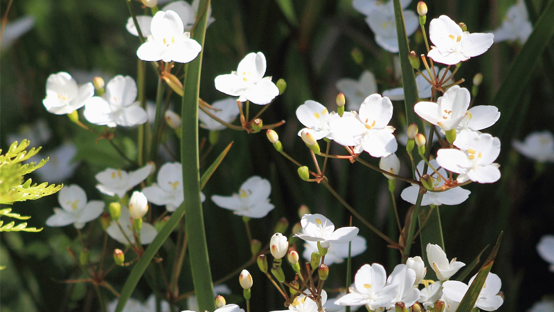 how to grow libertia 2