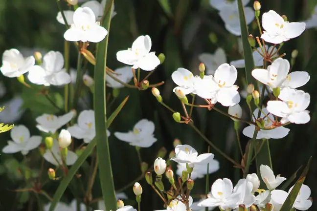 how to grow libertia 2