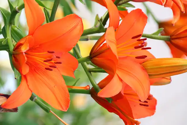 how to grow lilies 2