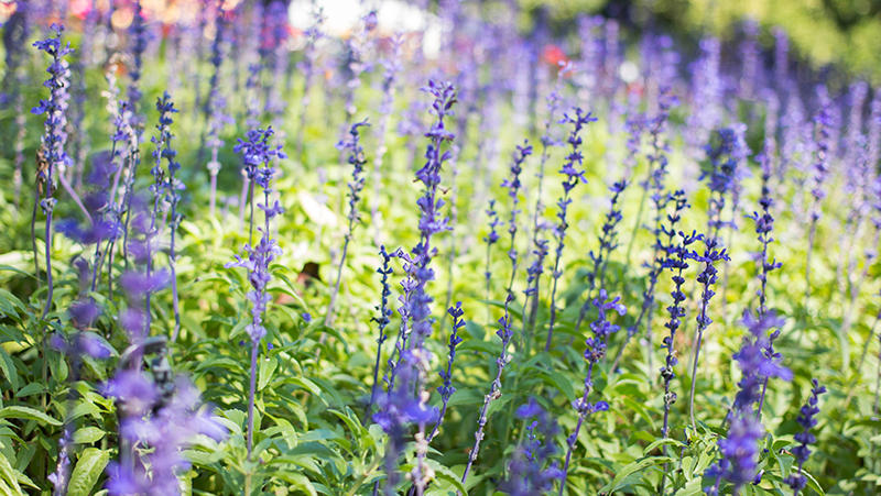 how to grow linaria 2