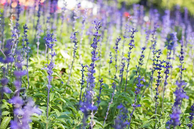 how to grow linaria 2