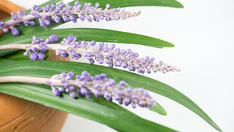 how to grow liriope 2