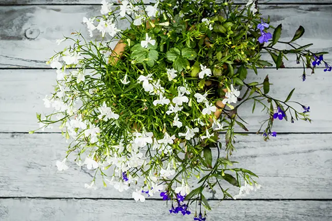 how to grow lobelia 2