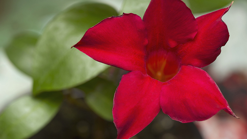 How To Grow Mandevillas