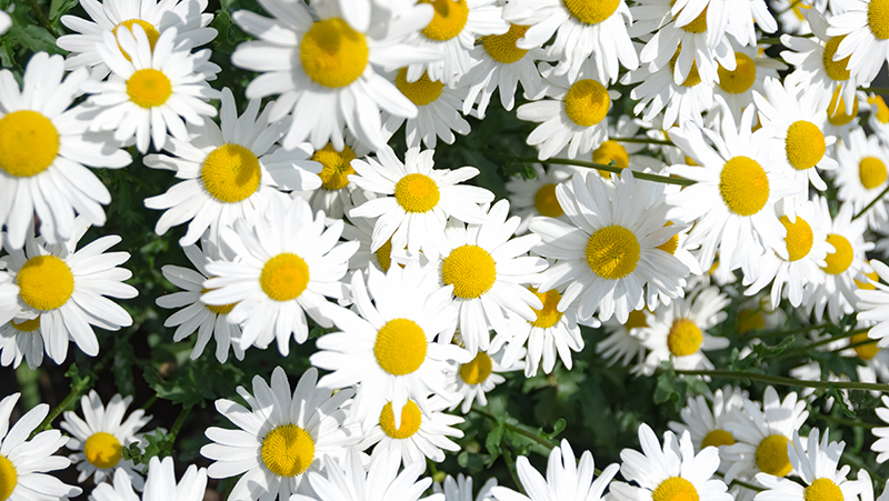 how to grow marguerite daisies 2