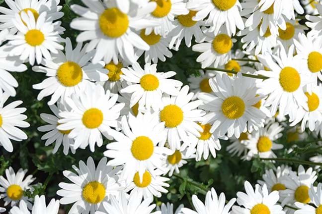 how to grow marguerite daisies 2